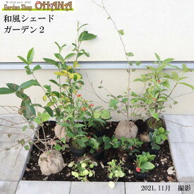 和風シェードガーデン2　　　ヒュウガミズキ　 クチナシ　ツワブキ　センリョウ　ヤブコウジ　ユキノシタ　低木　庭木　植栽セット