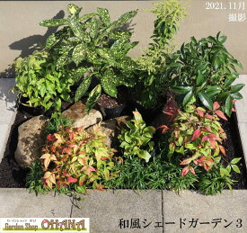 和風シェードガーデン3　　アセビ　斑入りアオキ　マンリョウ/万両　オタフクナンテン　 ギボウシ / ホスタ タマリュウ 　低木　庭木　植栽セット