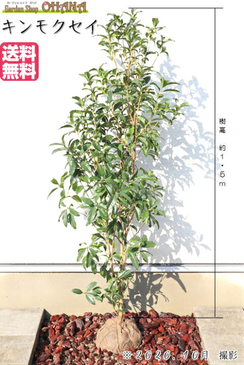 キンモクセイ 金木犀 樹高約2 0m前後 庭木 植木 根鉢含まず 常緑高木 シンボルツリー 常緑樹