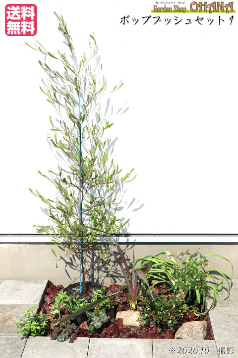 楽天市場 ポップブッシュセット1 ポップブッシュプルプレア ドドナエア 樹高約1 5ｍ ニューサイラン銅葉 15cmポット アベリア 15cmポット アガパンサス 15cmポット ヒューケラ銅葉 10 5cmポット フッキソウ 9cmポット 庭木 植栽セット Garden Shop Ohana