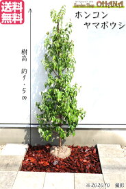 楽天市場 シンボルツリー 下草の通販