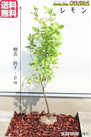 楽天市場 常緑樹 レモンの通販