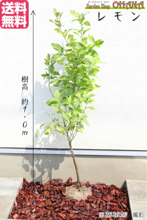 楽天市場 送料無料 レモン 樹高約1 0ｍ 常緑 常緑樹 低木 果樹 シンボルツリー 植木 庭木 Garden Shop Ohana