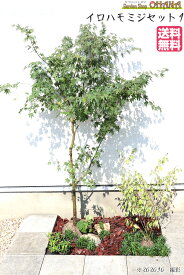 楽天市場 花壇 種類 植物 イロハモミジ 植木 ガーデニング 農業 花 ガーデン Diyの通販