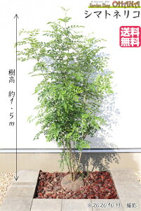 植木 盆栽 シマトネリコの人気商品 通販 価格比較 価格 Com