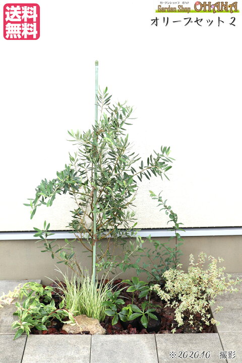 楽天市場 オリーブセット2 オリーブ 樹高約1 5m コデマリ 15cmポット アベリア コンフェッティ 15cmポット クリスマスローズ 12cm セイヨウイワナンテン レインボー 10 5cmポット セキショウ斑入り 10 5cmポット 庭木 植栽セット Garden Shop Ohana 楽天市場 オリーブセット2 オリーブ 樹高約1 5m コデマリ 15cmポット アベリア コンフェッティ 15cmポット クリスマスローズ 12cm セイヨウイワナンテン レインボー 10 5cmポット セキショウ斑入り 10 5cmポット 庭木 植栽セット Garden Shop Ohana