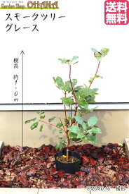 楽天市場 スモークツリー 鉢植えの通販