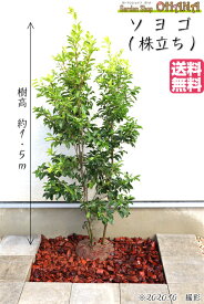 楽天市場 ソヨゴ 鉢植えの通販