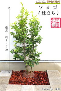 ソヨゴ 盆栽 植木の人気商品 通販 価格比較 価格 Com