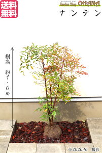 南天 常緑樹 盆栽 植木の人気商品 通販 価格比較 価格 Com