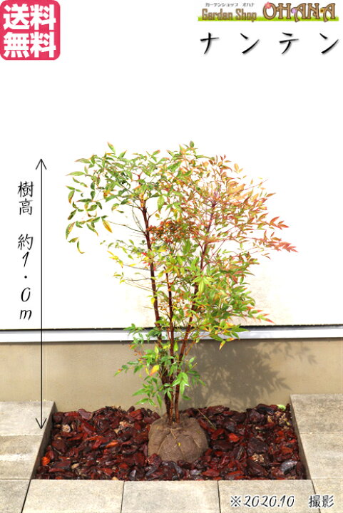 楽天市場 送料無料 ナンテン 樹高約1 0ｍ 南天 常緑 常緑樹 低木 縁起木 赤実 紅葉 植木 庭木 Garden Shop Ohana