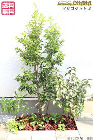 楽天市場 ソヨゴ 鉢植えの通販