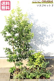 楽天市場 ソヨゴ 鉢植えの通販