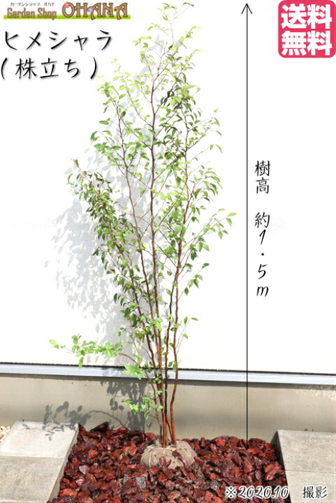 楽天市場 送料無料 ヒメシャラ 株立ち 樹高約1 5ｍ シンボルツリー 姫シャラ 落葉樹 落葉高木 花木 植木 庭木 Garden Shop Ohana