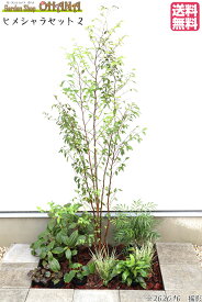 楽天市場 庭木 株立ちの通販