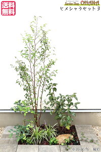 植木 盆栽 ブルーベリーの人気商品 通販 価格比較 価格 Com
