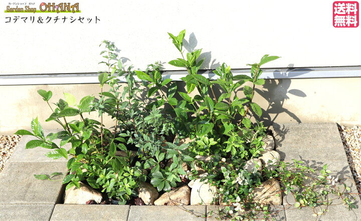 楽天市場 コデマリ クチナシセット コデマリ 15cmポット クチナシ 根巻 クリスマスローズ 12cmポット ハツユキカズラ 9cmポット フッキソウ 9cmポット 庭木 植栽セット Garden Shop Ohana