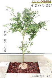 イロハモミジ　　　樹高約1.5m　シンボルツリー 紅葉 落葉樹 落葉高木 植木 庭木