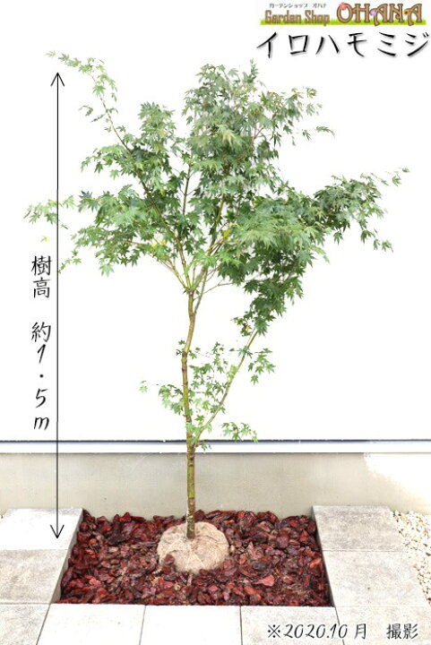 楽天市場】イロハモミジ 樹高約1.5m シンボルツリー 紅葉 落葉樹 落葉 