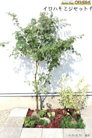 イロハモミジセット1　　イロハモミジ(樹高約1.5m) ヒュウガミズキ(根巻) ツワブキ(10.5cmポット) コグマザサ(10.5cmポット) タマリュウ(9cmポット) 庭木・植栽セット