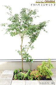 イロハモミジセット3　　イロハモミジ(樹高約1.5m) アセビ(15cmポット) センリョウ(10.5cmポット) オタフクナンテン(12cmポット) シダ・ベニシダ(12cmポット) ヤブコウジ(9cmポット)　庭木・植栽セット