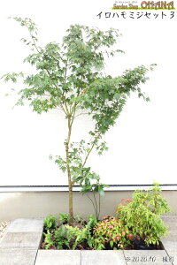 Cn~WZbg3@@Cn~W(1.5m) AZr(15cm|bg) ZE(10.5cm|bg) I^tNie(12cm|bg) V_ExjV_(12cm|bg) uREW(9cm|bg)@؁EA̓Zb
