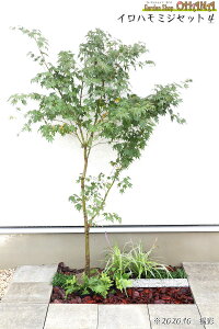 Cn~WZbg4@@Cn~W(1.5m) tCu(10.5cm|bg) V_ExjV_(12cm|bg) cuL(10.5cm|bg) ^}E(9cm|bg)@؁EA̓Zbg