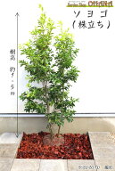 ソヨゴ　株立ち　　樹高約1.5m シンボルツリー 人気 常緑樹 常緑高木 植木 庭木
