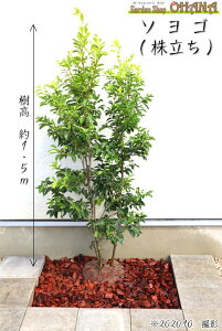 \S@@@1.5m V{c[ lC Ύ ΍ A  Y񂹊