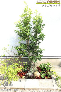 \SZbg1@@ \S (1.5m) Y񂹊 qEK~YL(0.4m) NX}X[Y(10.5cm|bg) mVErb^[^X(12cm|bg) LmV^(10.5cm|bg) AWK(9cm