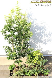 \SZbg3@@\S (1.5m) Y񂹊 Rf}(15cm|bg) @AIL(12cm|bg) @tbL\E(9cm|bg) @tCu(10.5cm|bg) ؁EA̓Zbg