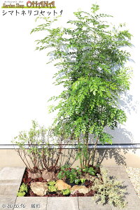 V}glRZbg1@@@V}glR@(1.5m) VcP() AxAERtFbeB(15cm|bg) NX}X[Y(10.5cm|bg) qC_\E(9cm|bg) ؁EA̓Z