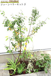 W[x[Zbg3@@W[x[(1.5m) ro[iE_rfB(15cm) Vo[vybg(12cm|bg) VK(9cm|bg) LmV^(10.5cm|bg)@؁EA̓Zbg