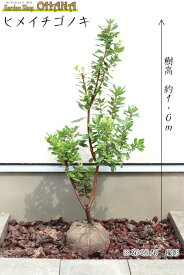 ヒメイチゴノキ　樹高約1.0m 姫イチゴ 常緑 常緑樹 果樹 低木 赤実 植木 庭木