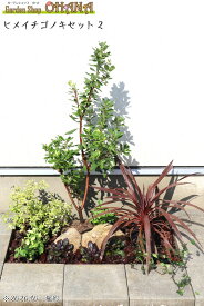 ヒメイチゴノキセット2　　　ヒメイチゴノキ(樹高約1m) コルディリネ / コルジリネ(15cmポット) アベリア・ホープレイズ(15cmポット) テイカカズラ(12cmポット) フッキソウ(9cmポット) アジュガ(9cmポット)　庭木・植栽セット