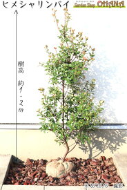 ヒメシャリンバイ　　樹高約1.2m シンボルツリー 姫シャリンバイ 常緑樹 常緑中木 生垣 花木 植木 庭木
