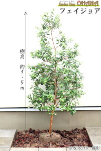 tFCWA@@1.5m pCibvOAo V{c[ Ύ ʎ Ԗ A 