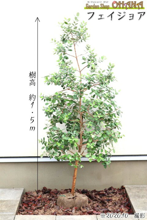 楽天市場】フェイジョア 樹高約1.5m パイナップルグアバ シンボル 