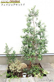 フェイジョアセット1　　　フェイジョア(樹高約1.5m) ギンバイカ(15cmポット) アベリア・コンフェッティ(15cmポット) ユリオプスデージー(12cmポット) セイヨウイワナンテン・レインボー(10.5cmポット) ビンカマジョール(9cmポット)　庭木・植栽セット