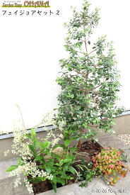 フェイジョアセット2　　　フェイジョア(樹高約1.5m) クチナシ(樹高約0.4m) シルバープリペット(12cmポット) オタフクナンテン(12cmポット) フイリヤブラン(10.5cmポット) ハツユキカズラ(9cmポット)　庭木・植栽セット