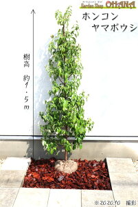 ホンコンヤマボウシ　　樹高約1.5m ホンコンエンシス 月光 常緑ヤマボウシ シンボルツリー 常緑 半常緑 常緑高木 花木 植木 庭木