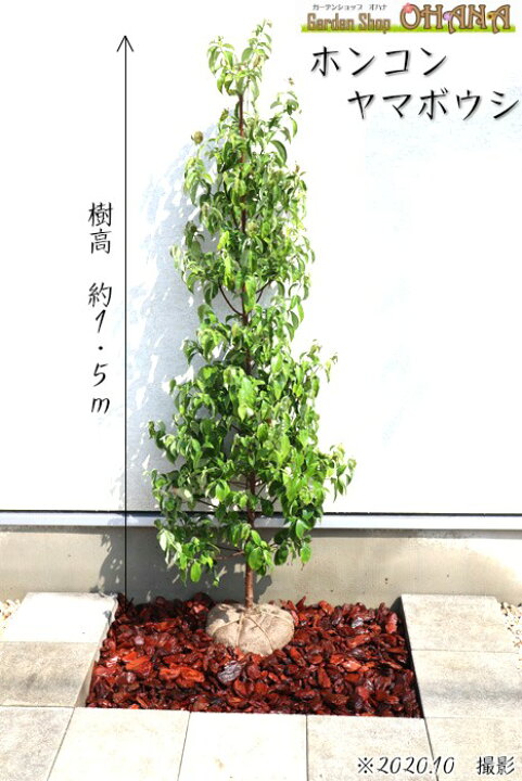 楽天市場】ホンコンヤマボウシ 樹高約1.5m ホンコンエンシス 月光 