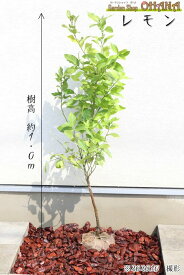 レモン　　樹高約1.0m 常緑 常緑樹 低木 果樹 シンボルツリー 植木 庭木