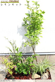 レモンセット　　レモン(樹高約1.0m) ヒメサザンカ(樹高約0.8m) コムラサキ(9cmポット) クチナシ(樹高約0.4m) フイリヤブラン(10.5cmポット) 庭木・植栽セット