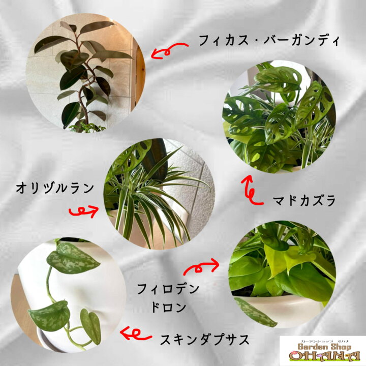 楽天市場】ゴムの木曲げ 豪華寄せ植え 陶器 10号鉢 フィカス 