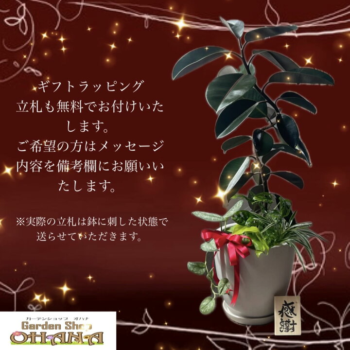 楽天市場】ゴムの木曲げ 豪華寄せ植え 陶器 10号鉢 フィカス 