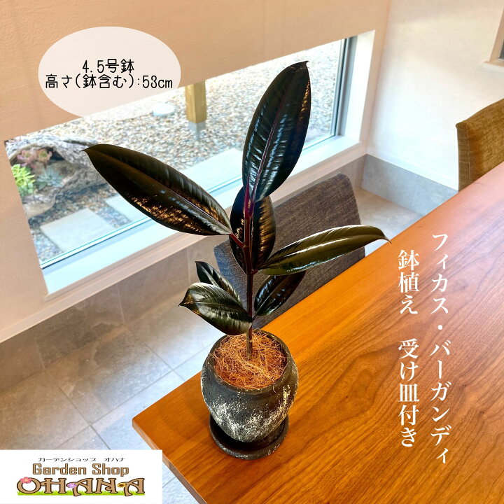 楽天市場】高級感抜群 ゴムの木 フィカス・バーガンディ 4.5号 