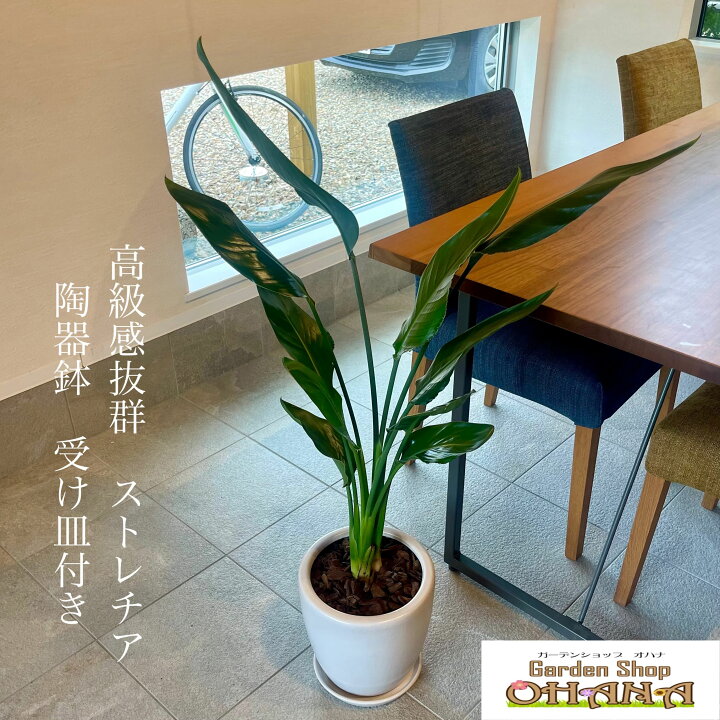 楽天市場】高級感抜群 ストレリチア2本立ち 8号 陶器鉢 受け皿付 送料 