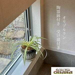 オリヅルラン 陶器鉢付き 受け皿付き 4.5号 送料無料 インテリア 母の日 父の日 敬老の日 誕生日 花ギフト 観葉ギフト お祝いギフト おしゃれ ラフ シンプル モダン
