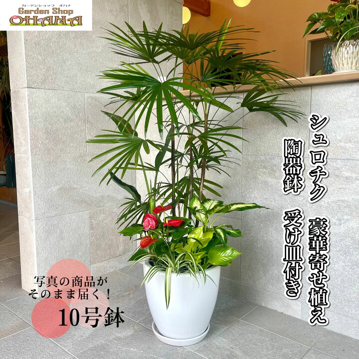 楽天市場】6種類の豪華寄せ植え 無料オリジナルメッセージ 観葉植物 